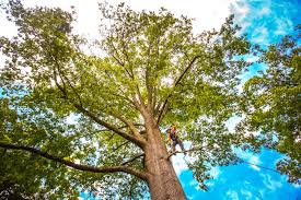 Why Choose Our Tree Removal Services in Bristol, WI?