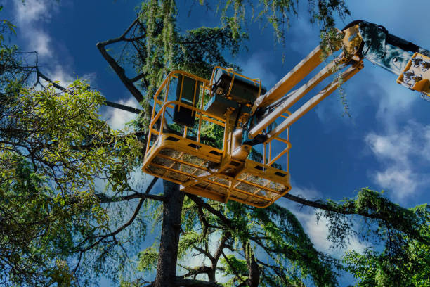 Trusted Bristol, WI  Tree Services Experts