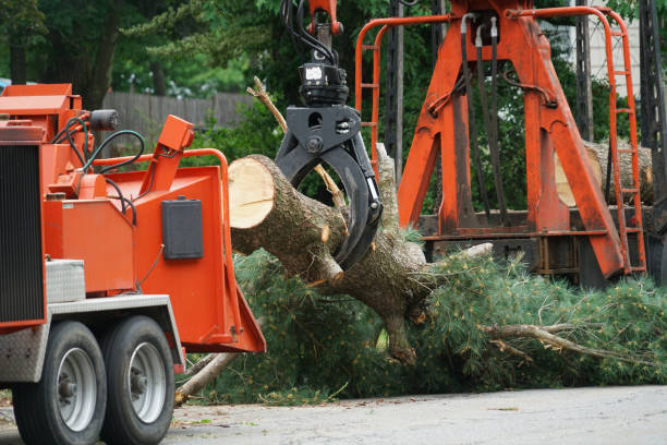 Best Tree Preservation Services  in Bristol, WI