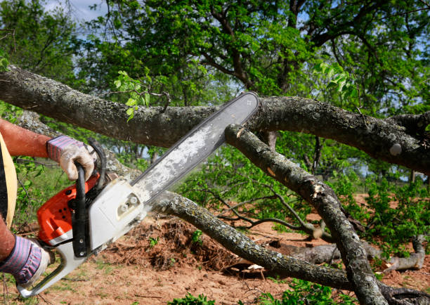 Best Tree Maintenance Programs  in Bristol, WI